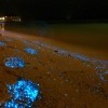 Svjetleći planktoni na plaži na Maldivima