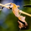 Leaf-Tailed Gecko