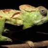 Chameleons