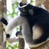 Indri