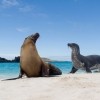 Galapagos