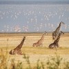 Jezero Manyara