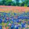 Bluebonnets