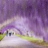 Wisteria Flower Tunnel Path in Japan