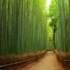 Bamboo Path In Kyoto, Japan