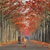 Cotton Tree Alley In Taiwan