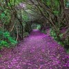 Rhododendron Tunnel in Reenagross Park, Kenmare Ireland