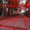 Autumn Path In Kyoto, Japan