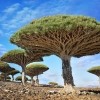 Dragonblood drveće, Socotra, Jemen