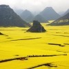 Canola Flower Field, Kina