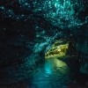 Glowworms Cave, Novi Zeland