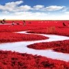 Red Beach, Panjin, Kina