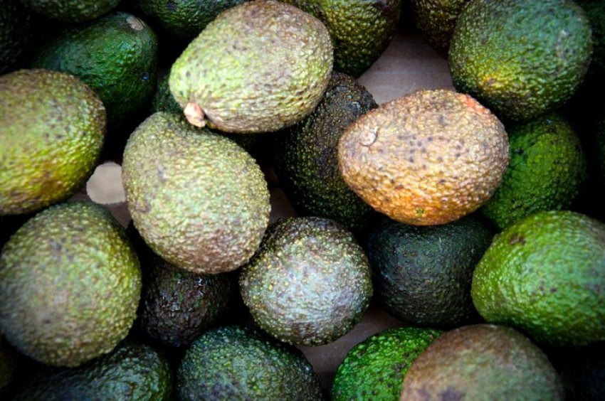 Avokado