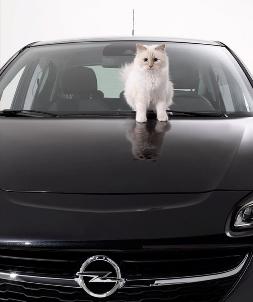 Choupette ponovno pozira - sada za Opel Corsu!