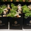 Promocija nove kolekcije pčelinjih proizvoda Guerlain kozmetike - linija Abeille Royale