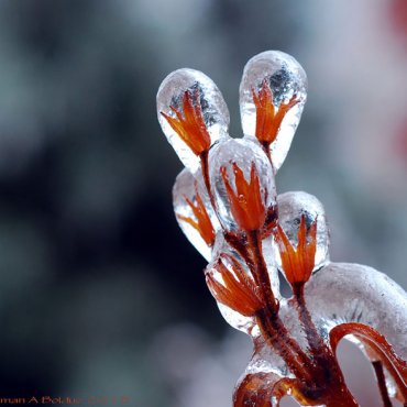 Sasvim prirodno: Najljepša ledena umjetnost diljem svijeta