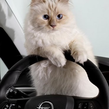 Choupette ponovno pozira - sada za Opel Corsu!