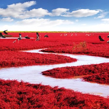 Red Beach, Panjin, Kina