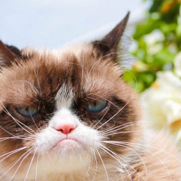 Foto: Grumpy Cat