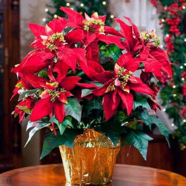 Trikovi uz koje će Božićna zvijezda dugo krasiti vaš dom