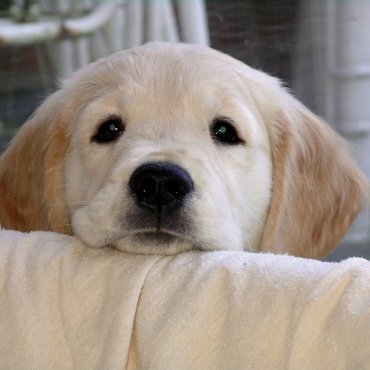 PURINA je  početkom siječnja obogatila svoj asortiman hrane za kućne ljubimce s još jednom inovacijom – PRO PLAN Veterinary Diets FortiFlora je jedinstvena dopunska hrana za pse i mačke s probiotikom