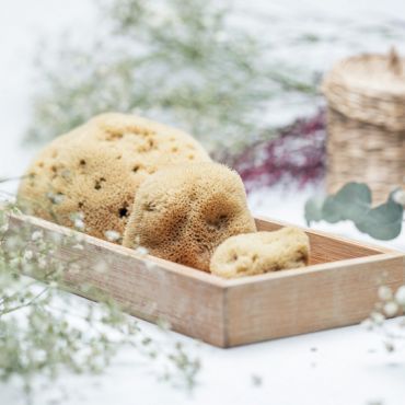 Volo - najnježnije morske spužve